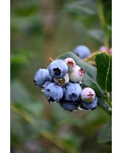 Vaccinium, Half-High Blueberry 'Chippewa'