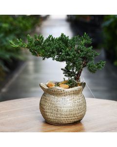 Bonsai in Burlap Sack Vase