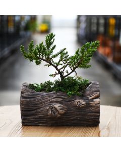 Bonsai in Natural Log Planter