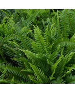 Nephrolepis Exaltata 'Boston Fern'