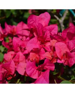 Bougainvillea 'Gerten Grown'