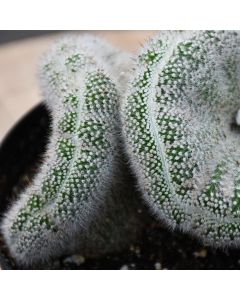 Mammillaria Elongata 'Brain Cactus'