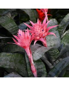 Bromeliad Aechmea