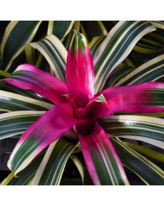 Bromeliad Neoregelias