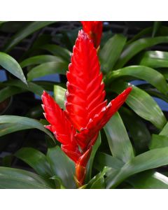 Bromeliad Vriesea