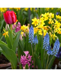 Bulb Garden