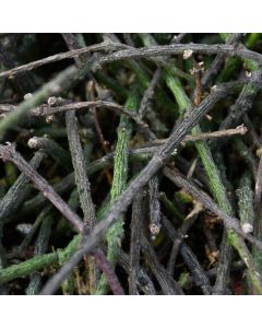 Cynanchum Marnierianum 'Bundle of Sticks'