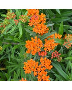 Asclepias, Butterfly Weed 'Minnesota Native'