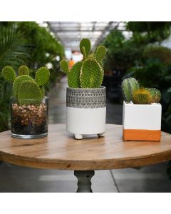 Cacti in Large Decorative Pots