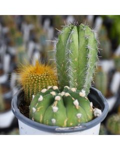 Cactus Assortment 'Gerten Grown'