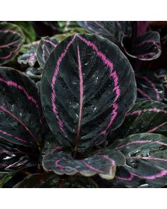 Calathea Roseopicta 'Dottie'