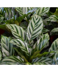 Calathea Concinna 'Freddie'