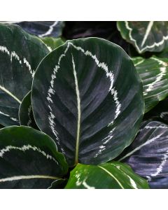 Calathea Roseopicta 'Green Beauty'