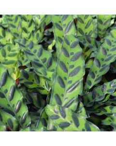 Calathea Lancifolia 'Rattlesnake Plant'