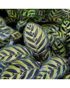 Calathea Makoyana 'Peacock Plant'