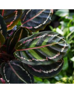 Calathea Roseopicta 'Marion'