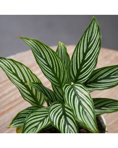 Calathea Elliptica 'Vittata'