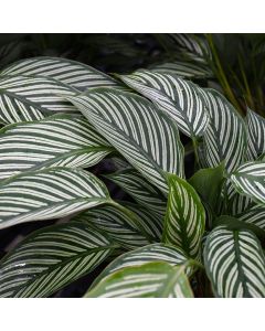 Calathea Elliptica 'Vittata'