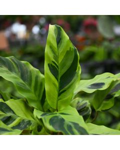 Calathea Lietzei 'Yellow Fusion'