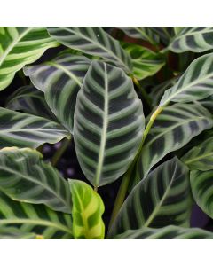 Calathea Zebrina