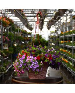 Calibrachoa, Mixed Hanging Basket 12"