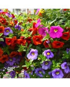 Calibrachoa, Mixed