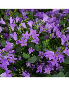 Campanula