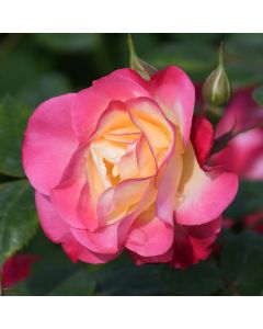 Rosa, Shrub Rose 'First Editions® Campfire'