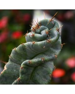 Cereus Forbesii 'Spiral Cactus'