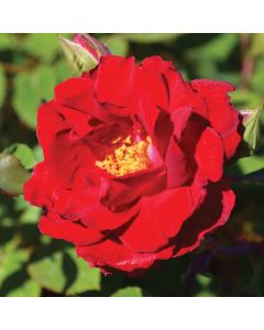 Rosa, Shrub Rose 'Champlain'