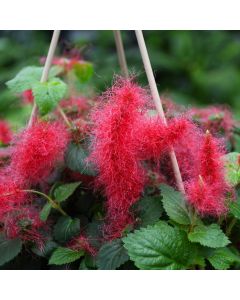 Acalypha Hispida 'Chinelle'