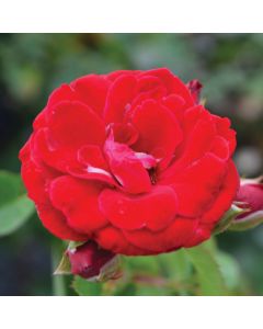 Rosa, Shrub Rose 'Cherry Frost™'