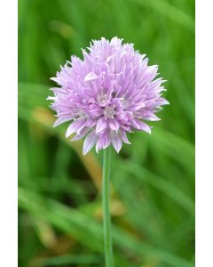 Allium, Common Chives