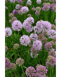 Allium, Ornamental Onion 'Millenium'