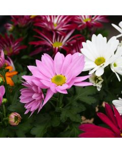 Floral Mum with Cover, Assorted Colors