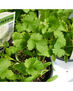 Coriandrum, Cilantro