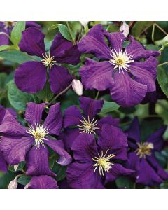 Clematis, 'Jackmanii'