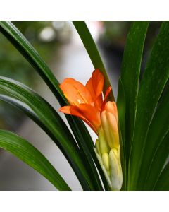 Clivia Miniata 'Bush Lily'