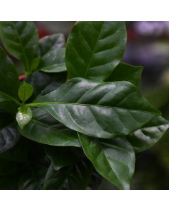 Coffea Arabica 'Coffee Plant'