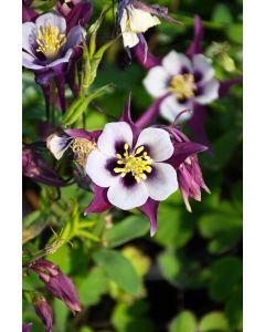 Aquilegia, Columbine 'Earlybird™ Purple and White'