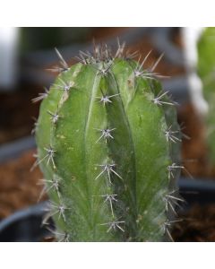 Cacti Column