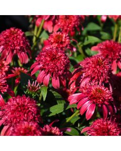 Echinacea, Coneflower 'Double Scoop™ Cranberry'