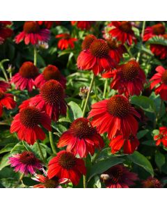 Echinacea, Coneflower 'Sombrero® Salsa Red'