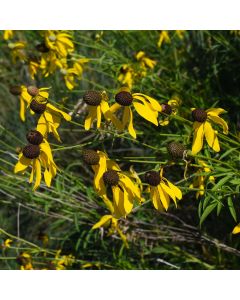 Ratibida, Yellow Coneflower 'Minnesota Native'