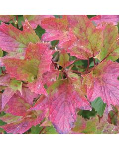 Viburnum, American Cranberrybush 'Bailey Compact'