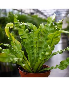 Asplenium Nidus 'Crispy Wave Fern'