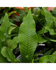 Microsorum Musifolium 'Crocodile Fern'