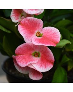 Euphorbia Milii 'Charlotte'