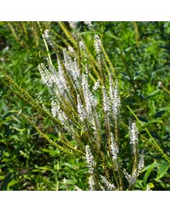 Veronicastrum, Culver’s Root 'Minnesota Native'