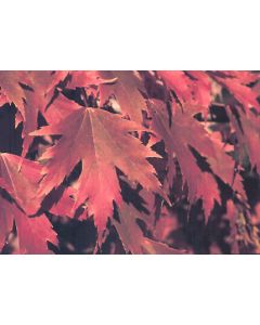 Acer, Freeman Maple 'Firefall™'